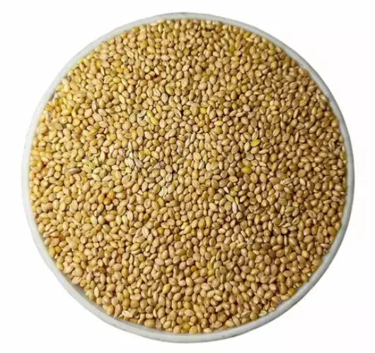 Yellow panicum millet — Panicum miliaceum, feed-grade